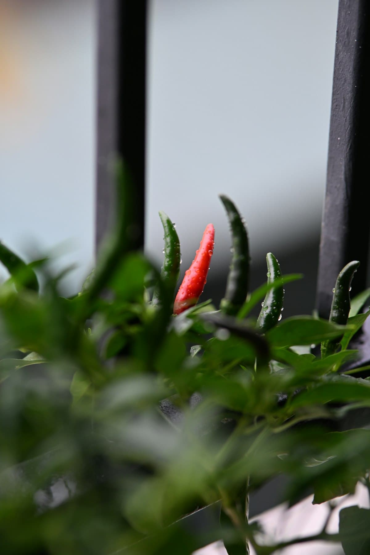 Ajíes rojos y verdes en la planta