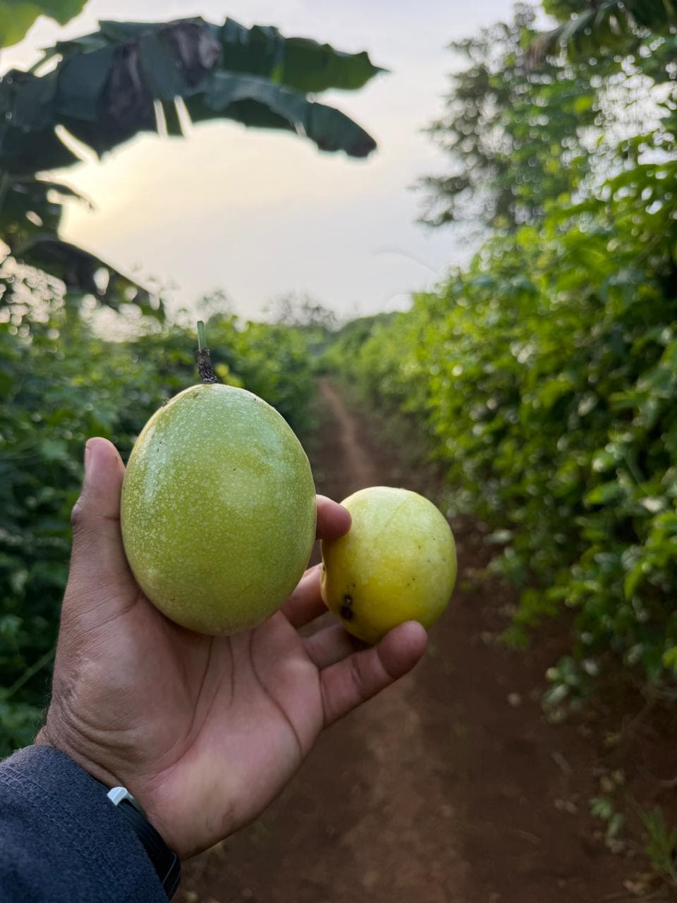 Chinolas recién cosechadas en la finca Rancho Guzmán Rosa