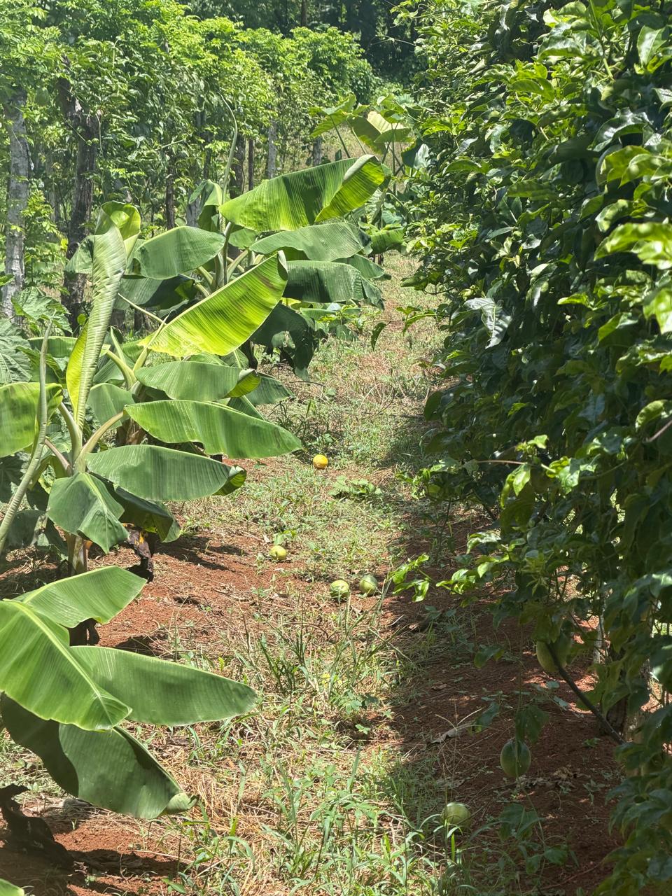 Plátanos en Producción