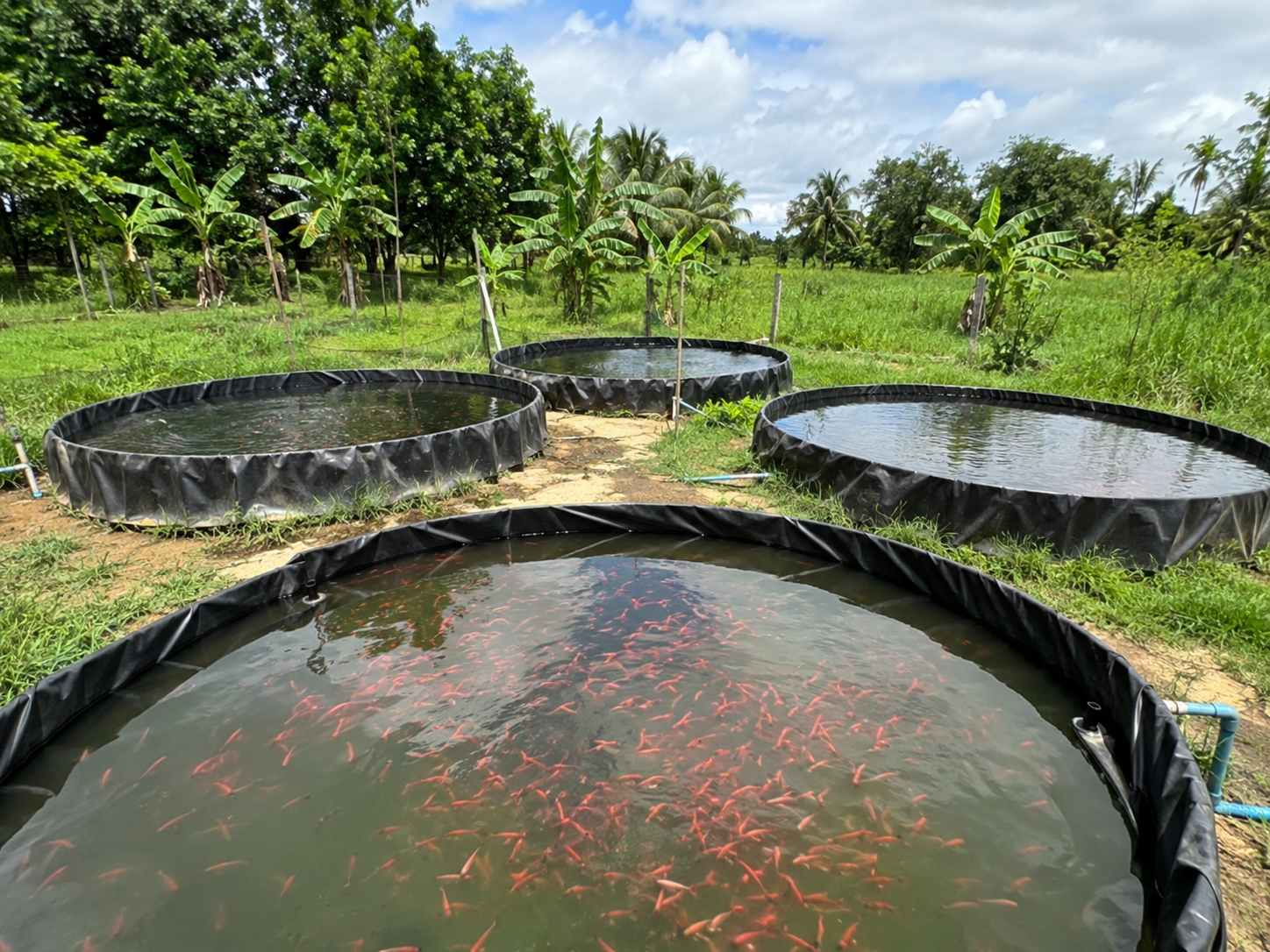 Tilapia roja 2