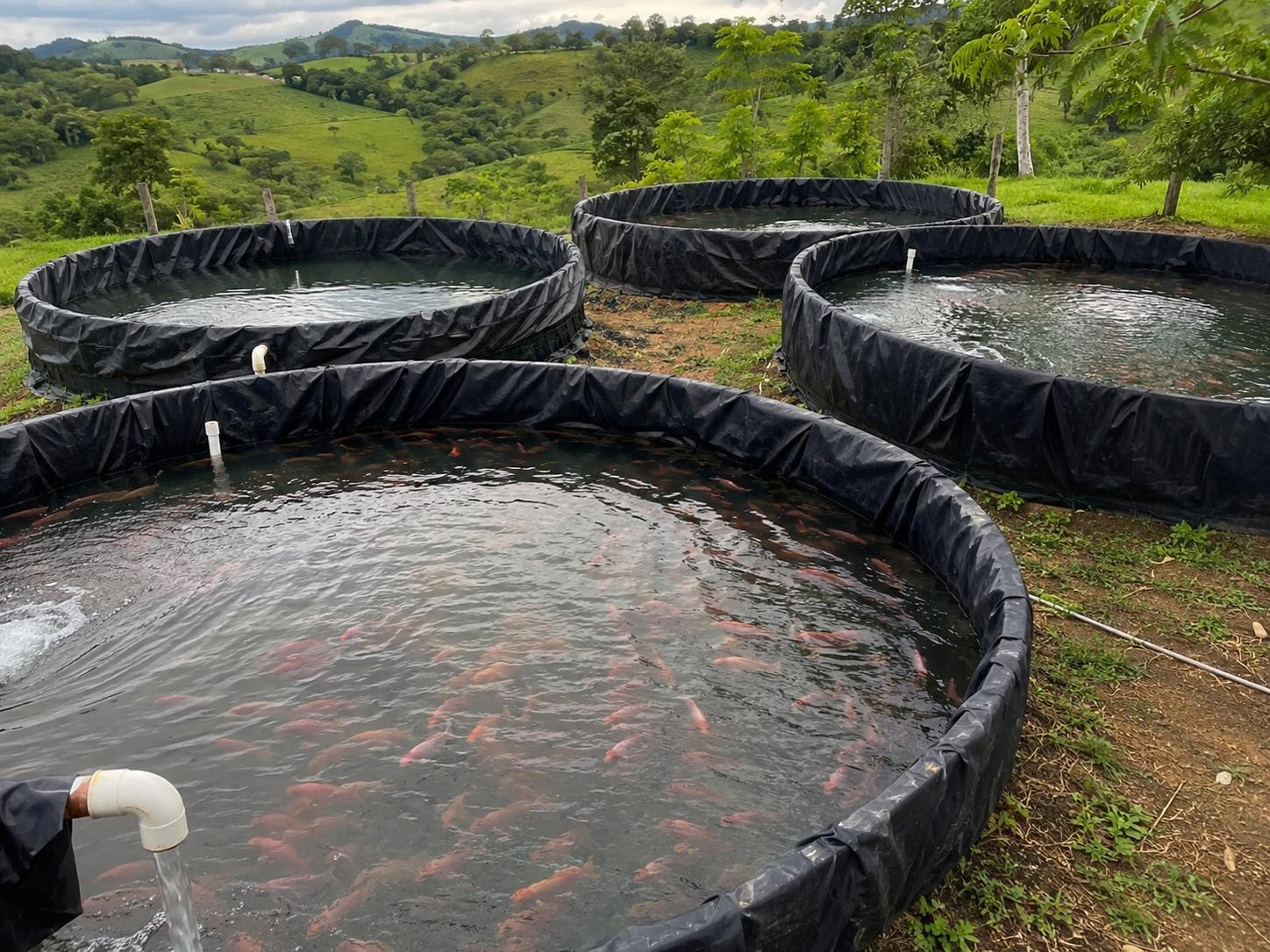 Tilapia roja 3